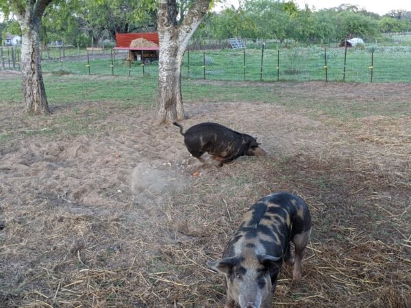 Quarter-Hog Pork - Image 2