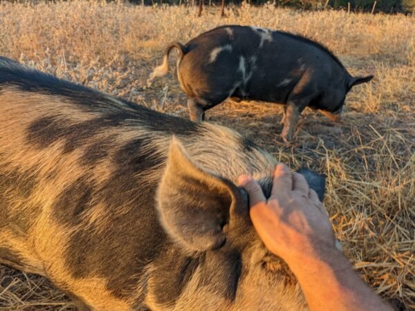 Quarter-Hog Pork - Image 3