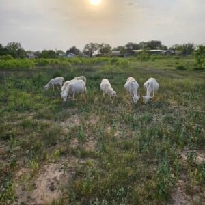 Grass-Fed Lamb for Sale Near San Antonio – Pasture-Raised, Custom Processed | Smart Growth Farm