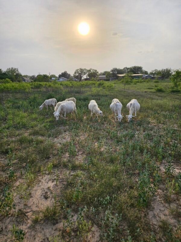 Grass-Fed Lamb for Sale Near San Antonio – Pasture-Raised, Custom Processed | Smart Growth Farm