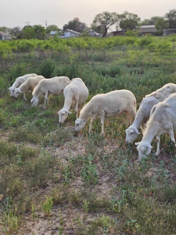 Grass-Fed Lamb for Sale Near San Antonio – Pasture-Raised, Custom Processed | Smart Growth Farm - Image 3