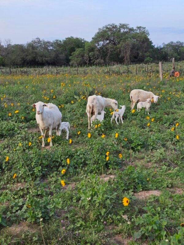 Grass-Fed Lamb for Sale Near San Antonio – Pasture-Raised, Custom Processed | Smart Growth Farm - Image 4
