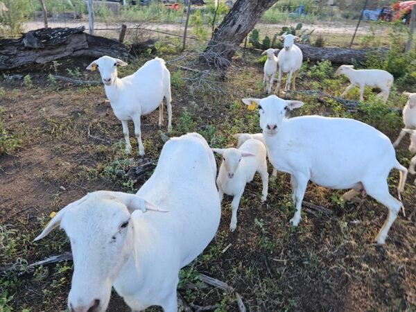 Grass-Fed Lamb for Sale Near San Antonio – Pasture-Raised, Custom Processed | Smart Growth Farm - Image 2